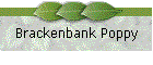 Brackenbank Poppy