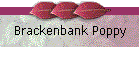 Brackenbank Poppy