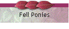 Fell Ponies